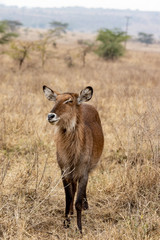  white-tailed deer VII