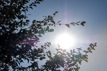 Gros plan et effet de lumiere sur la vegetation