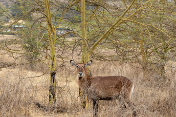  white-tailed deer XIII