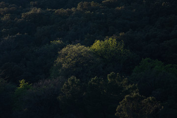 Fototapeta na wymiar Lumière du soir au coucher du soleil rasant la cime des arbres d'une forêt sur une colline boisée et sauvage.