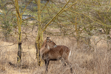  white-tailed deer XI