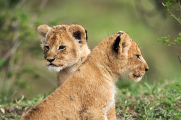 Lion cubs, Masai Mara