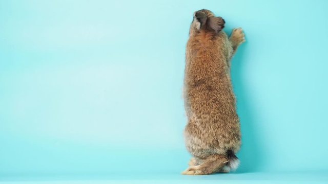 Adorable brown rabbit walking and standing on blue screen background. Lovely action of brown rabbit.