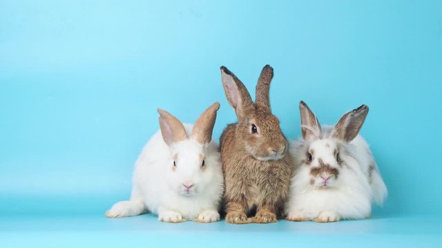 Group of brown and white cute rabbits sitting on blue screen background. Lovely three young rabbits sitting.