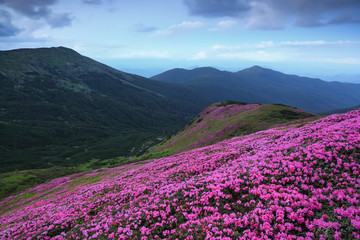 Naklejka na ściany i meble Amazing spring scenery. A lawn covered with flowers of pink rhododendron. Mountain landscape with beautiful sky. The revival of the planet. Location Carpathian mountain, Ukraine, Europe.