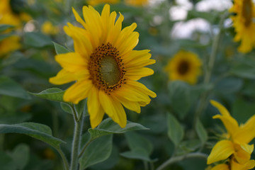 Yellow unripe sunflower flower in the evening field