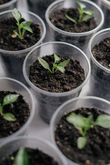 Young fresh seedling stands in plastic pots on the window. Paprika plantation. cultivation of peppers in greenhouse. .peppers seedlings sprout Selective focus and shallow Depth of field