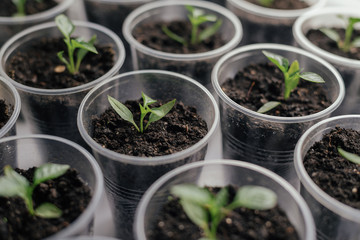 Young fresh seedling stands in plastic pots on the window. Paprika plantation. cultivation of peppers in greenhouse. .peppers seedlings sprout Selective focus and shallow Depth of field
