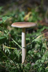 Small umbrella of a brown forest toadstool among moss in a forest