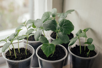 Young fresh seedling stands in plastic pots on the window. cucumber plantation. cultivation of cucumbers in greenhouse. Cucumber seedlings sprout Selective focus and shallow Depth of field..