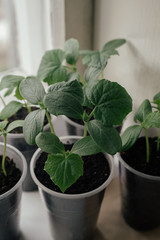Young fresh seedling stands in plastic pots on the window. cucumber plantation. cultivation of cucumbers in greenhouse. Cucumber seedlings sprout Selective focus and shallow Depth of field..