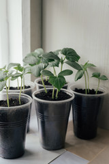 Young fresh seedling stands in plastic pots on the window. cucumber plantation. cultivation of cucumbers in greenhouse. Cucumber seedlings sprout Selective focus and shallow Depth of field..