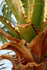 closeup of a brown trunk of a southern palm tree lit by the hot summer yellow sun with the beginning of green leaves against a blue sky or sea