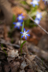 
Scilla forbesii on blurry background