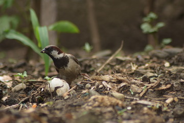 black backed shrike 