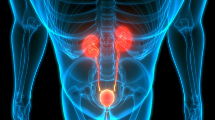 Human Urinary System Kidneys with Bladder Anatomy - obrazy, fototapety, plakaty
