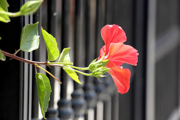 a stem with a bright red large unfolded southern flower of the campsis and with non-blossoming buds growing through a black metal fence