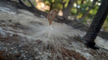 milkweed seed in the nature