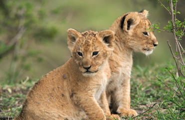 Obraz na płótnie Canvas Lion cubs posing after a play, Masai Mara