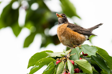 American robin feeding in a cherry tree. 