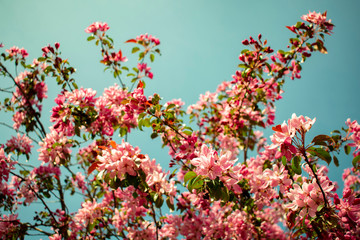 pink cherry blossom