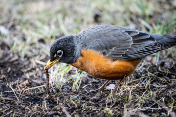 American robin foraging for insects and worms in the grass