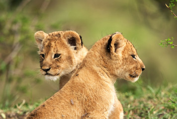 Lion cubs posing, Masai Mara
