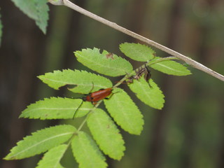 Leaves and insects