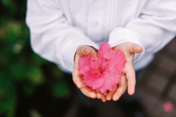 Boy hands holding pink azalea flowers in palms. Mother day invitation card, spring blossom