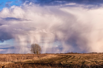Fototapeta na wymiar Amazing photo of a lonely tree and rain pouring from thunderclouds in the middle of a field. Storm clouds in the blue sky. Beautiful spring landscape.