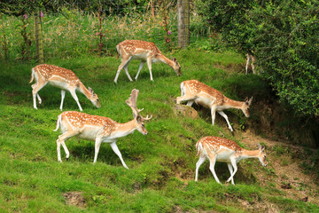 Naklejka na ściany i meble A herd of fallow deer, one buck with a group of does, on a grassy hillside