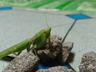 praying grasshopper in green near a small rock