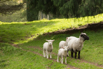 A sheep with a black face and legs and three white lambs on a farm in New Zealand