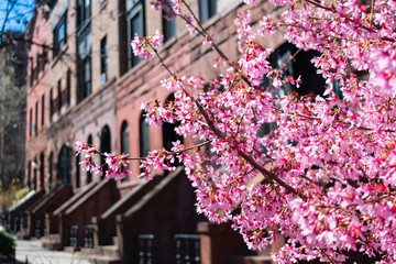 Beautiful Pink Cherry Blossom next to a Row of Old Brownstone Homes in Morningside Heights New York...