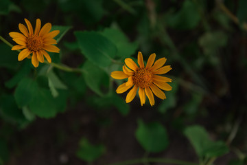 yellow flower on green background