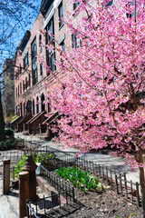 Beautiful Pink Cherry Blossom next to a Row of Old Brownstone Homes in Morningside Heights New York during Spring