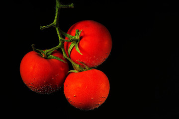 Tomatoes on a branch in water on a black background