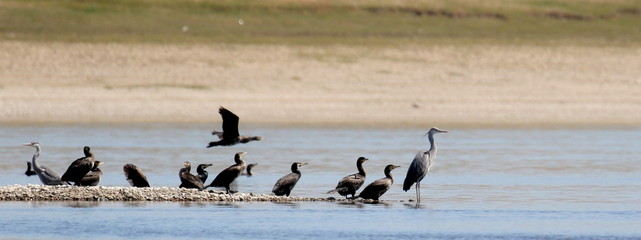Flock cormorants and gray heron on river background