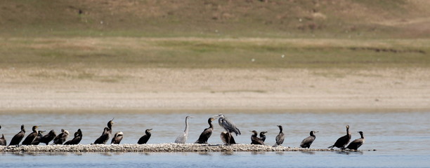 Flock cormorants and gray heron on river background