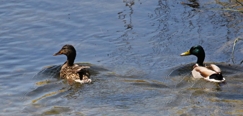 Mallard duck on river,  Anas platyrhynchos