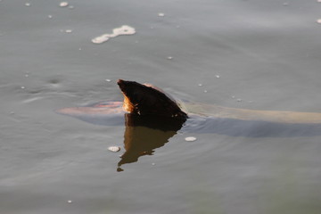 pair of coconut leaf