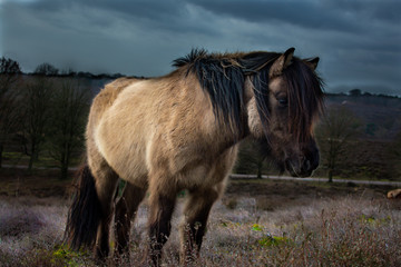 Fototapeta premium horse in the field