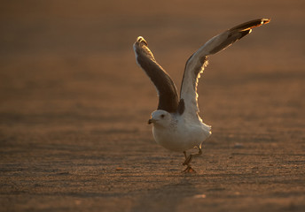 Heuglins gull in the morning light at Busaiteen coast. Bahrain