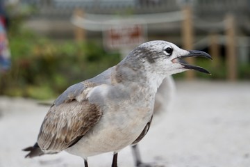 Fototapeta na wymiar Hungry seagull