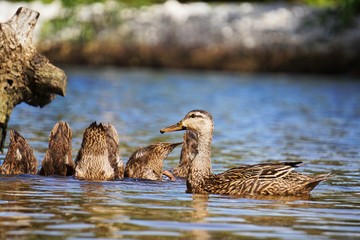 duck and ducklings