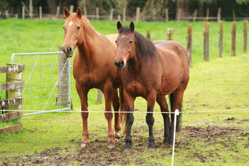 A pair of horses, one chestnut and one bay, waiting patiently side by side