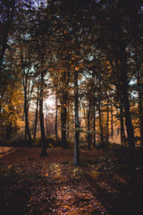 Obraz premium autumn forest