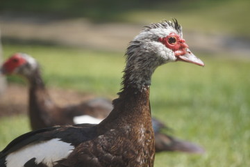 goose in the field