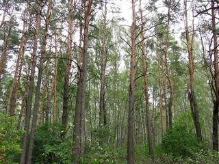 Fototapeta premium Forest