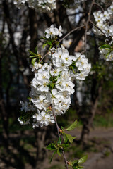 White flowers on the tree branches. Branches of blossoming tree